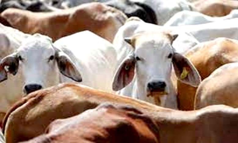 cows-smuggling-amravati-mandal