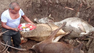 Cow-Death-Amravati-Mandal