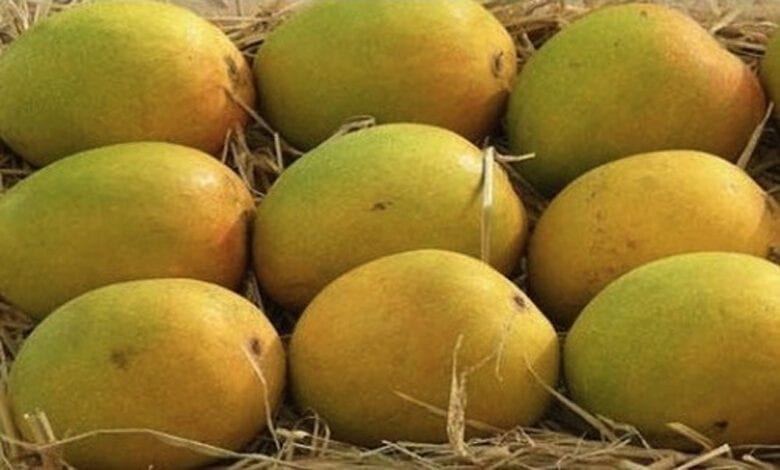 Mango-Amravati-Mandal