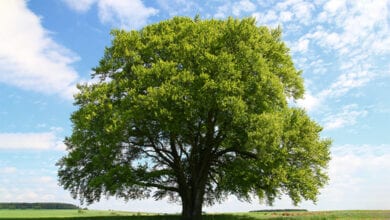 Tree-Amravati-Mandal