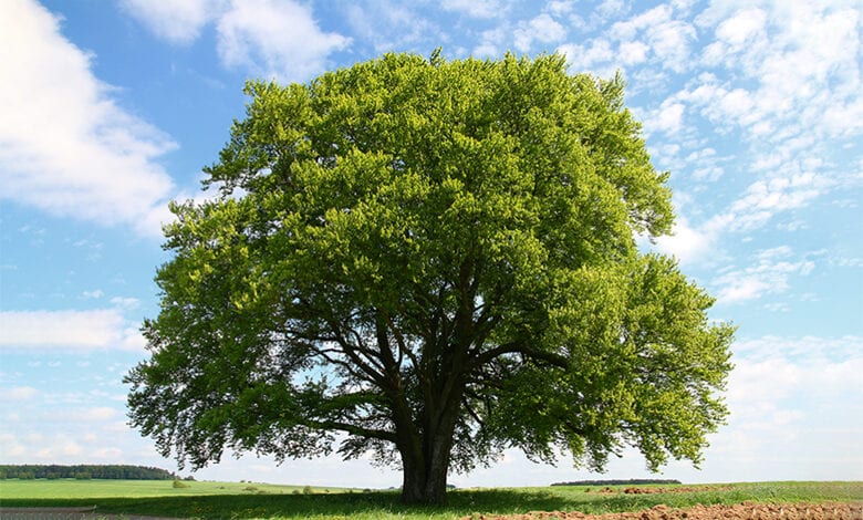 Tree-Amravati-Mandal