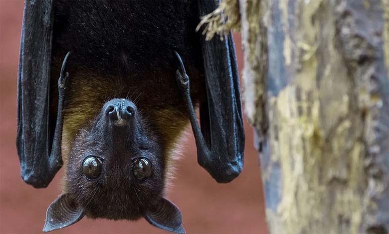 bat-amravati-mandal