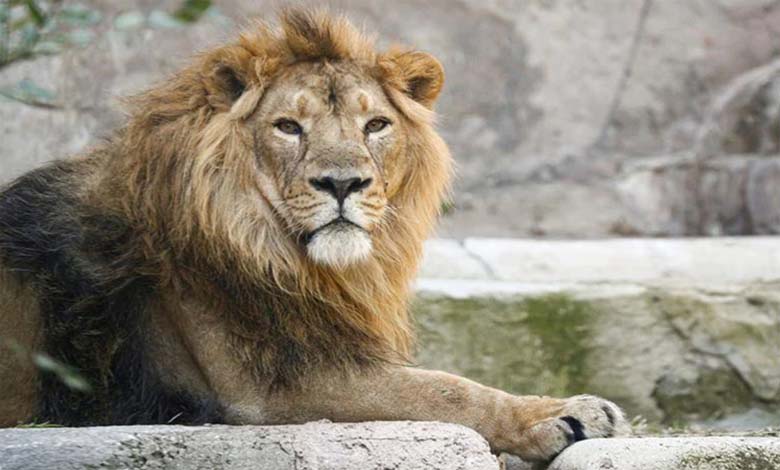 lion-covid-amravati-mandal
