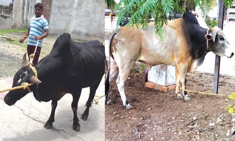 cow-amravati-mandal