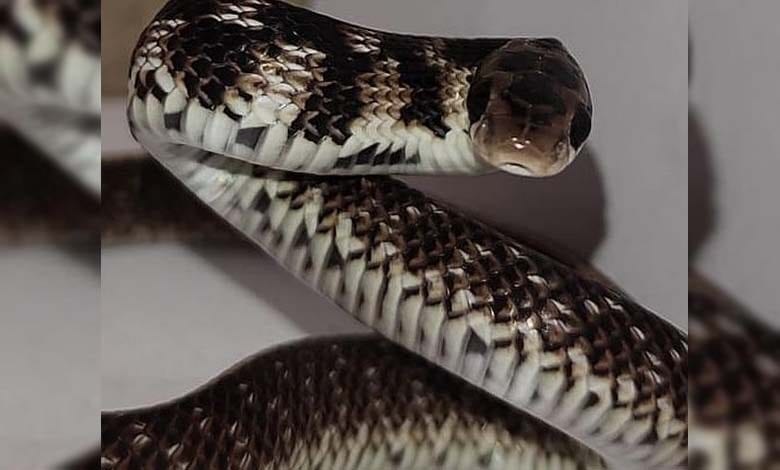 egg-eater-snake-amravati-mandal