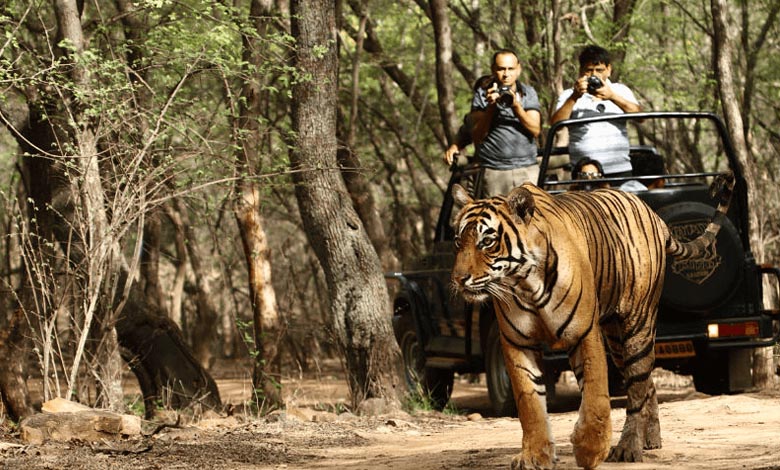 jungle-safari-amravati-mandal