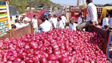 onion-amravati-mandal