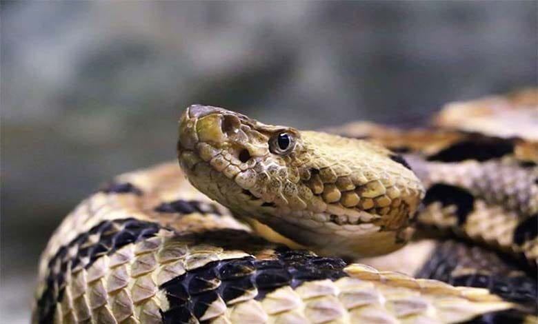 snake-amravati-mandal