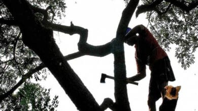 tree-cut-amravati-mandal