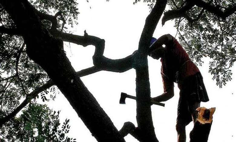 tree-cut-amravati-mandal