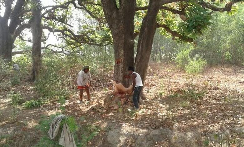 tree-cuting-amravati-mandal