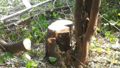 Sandalwood-Tree-amravati-mandal