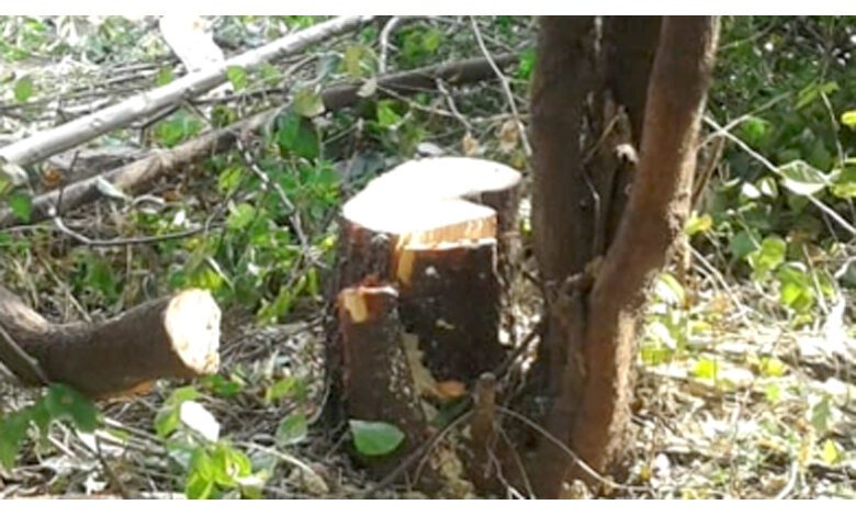 Sandalwood-Tree-amravati-mandal