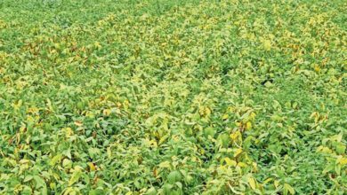 Soybean-Crop-amravati-mandal