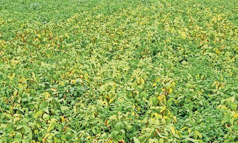 Soybean-Crop-amravati-mandal