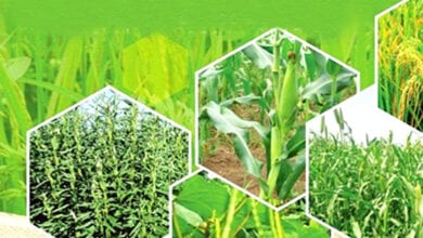 Crop-amravati-mandal