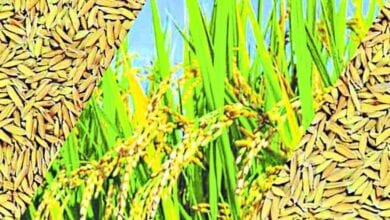 Rabi-Paddy-amravati-mandal