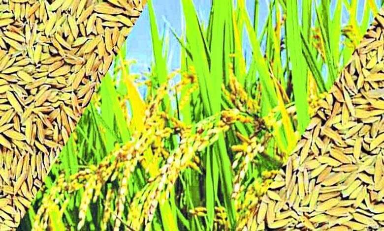 Rabi-Paddy-amravati-mandal