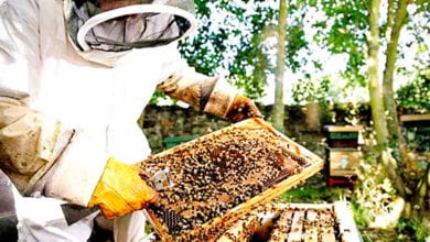 beekeeping-scheme-amravati-mandal