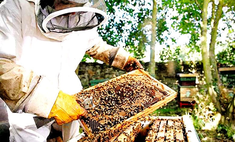 beekeeping-scheme-amravati-mandal