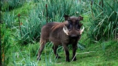 Wild-Pig-Attack-amravati-mandal