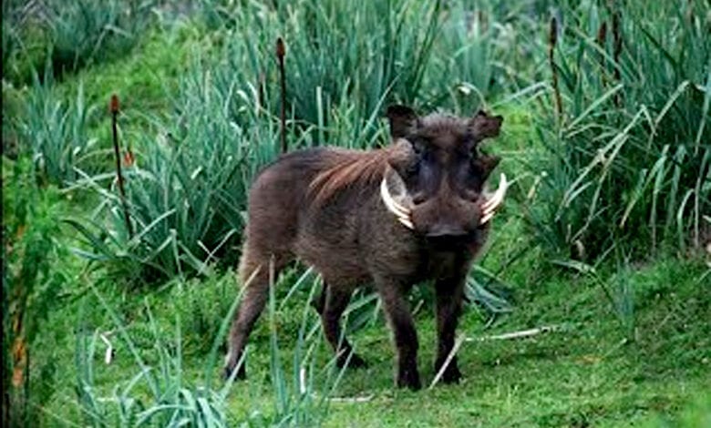 Wild-Pig-Attack-amravati-mandal