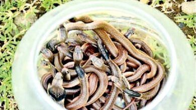 Cobra-amravati-mandal