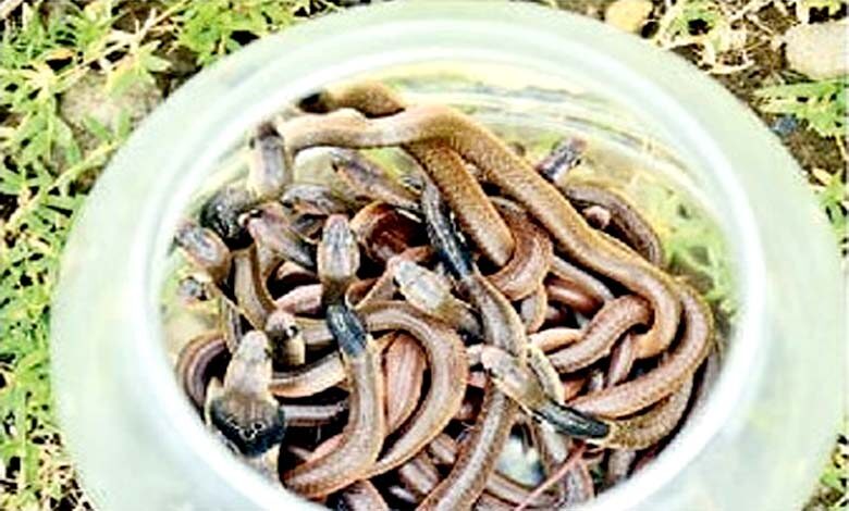 Cobra-amravati-mandal