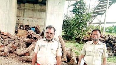 Wooden-Business-amravati-mandal