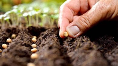 Sowing-amravati-mandal