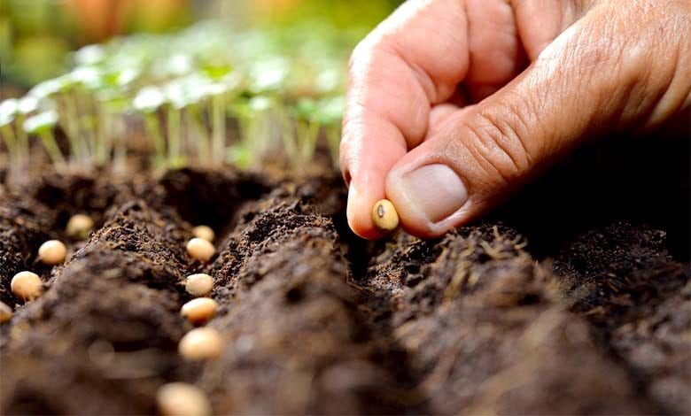 Sowing-amravati-mandal