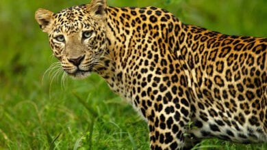 Leopard-Amravati-Mandal