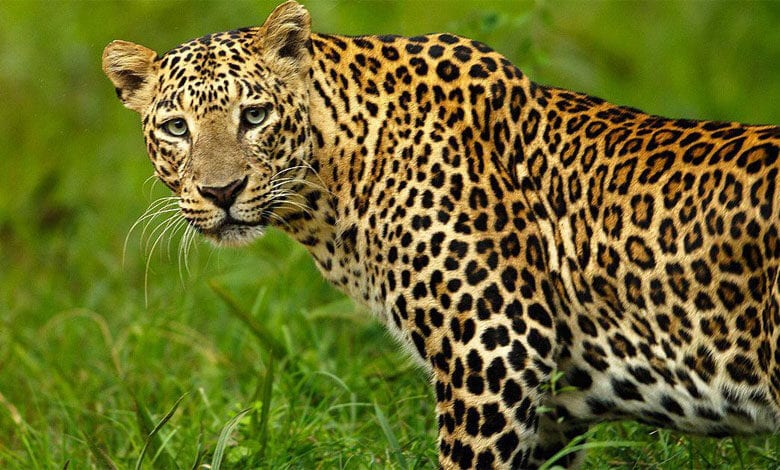 Leopard-Amravati-Mandal