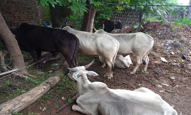 Gauvansh-Amravati-Mandal
