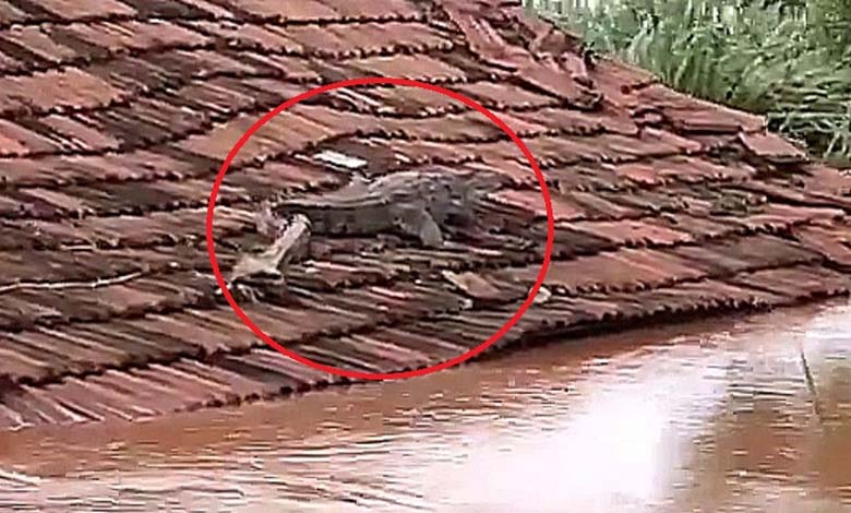 crocodile-amravati-mandal