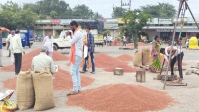 crop-market-amravati-mandal