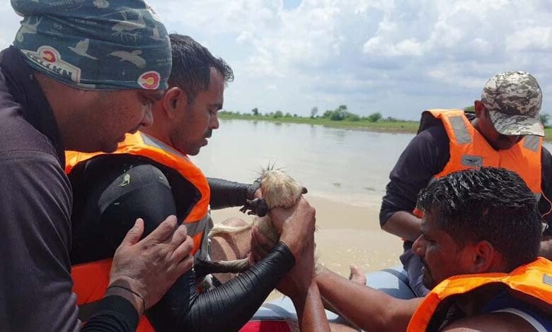 rescue-amravati-mandal