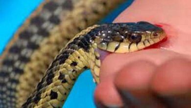 snake-amravati-mandal