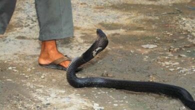 snake-bite-amravati-mandal