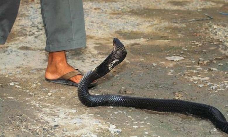 snake-bite-amravati-mandal