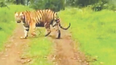 tiger-amravati-mandal