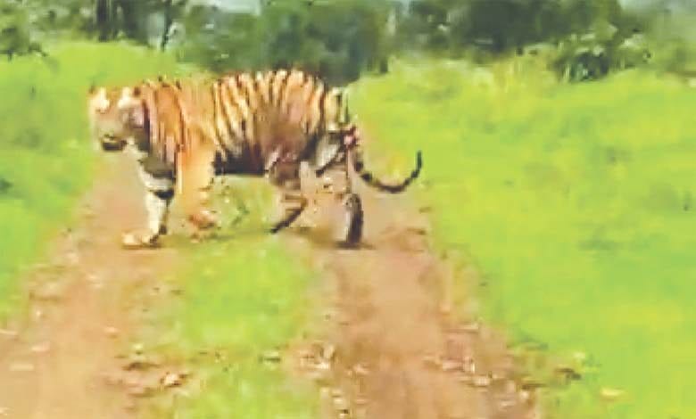 tiger-amravati-mandal