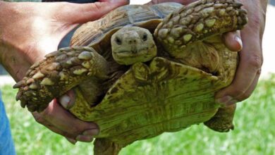 turtle-amravati-mandal