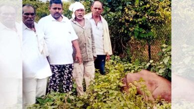 Buffalo-Died-amravati-mandal