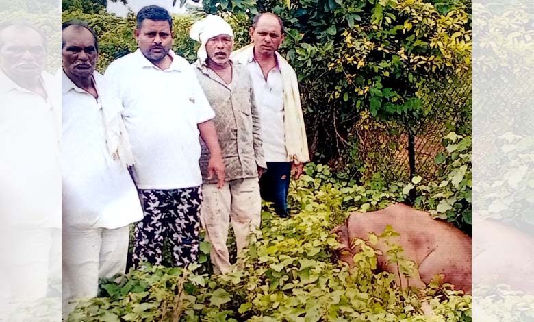Buffalo-Died-amravati-mandal