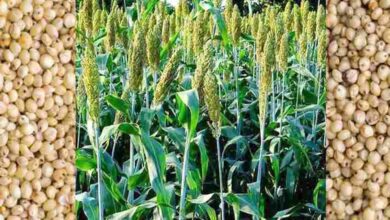 Sowing-of-Tide-amravati-mandal