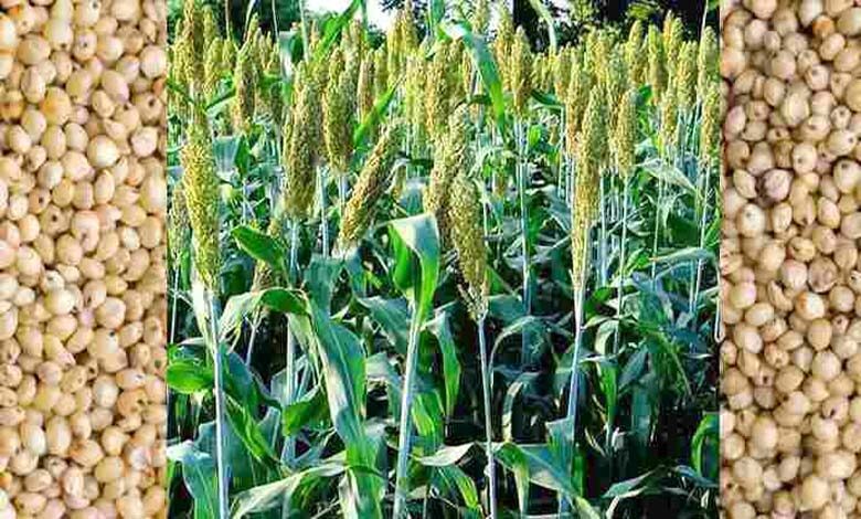 Sowing-of-Tide-amravati-mandal
