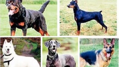 Dogs-amravati-mandal
