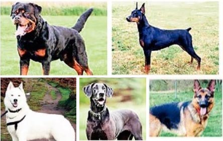 Dogs-amravati-mandal