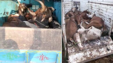 cow-smuggling-amravati-mandal